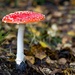 Toadstool by okvalle