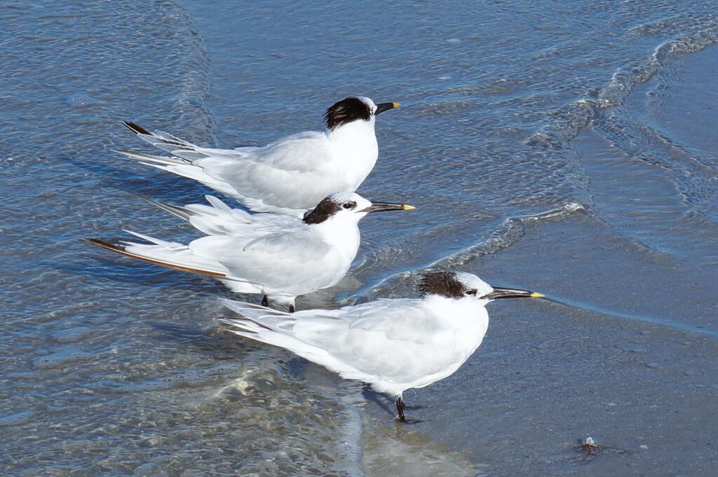 Three is Company  by photohoot