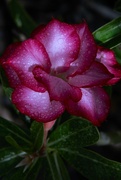 3rd Sep 2024 - Desert Rose