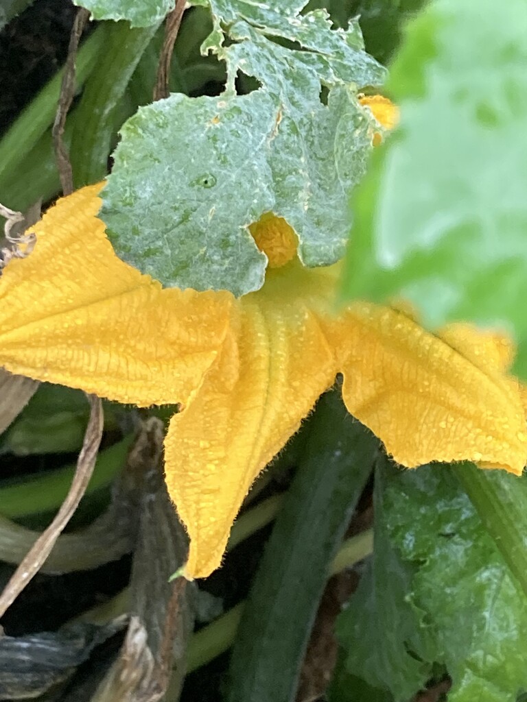 Courgette Flower by cataylor41