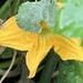 Courgette Flower