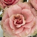 8 27 Pink Roses