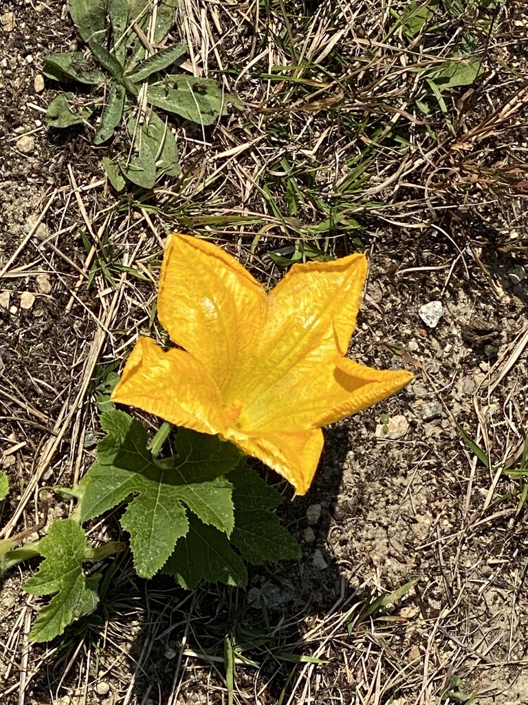 Future pumpkin  by huger