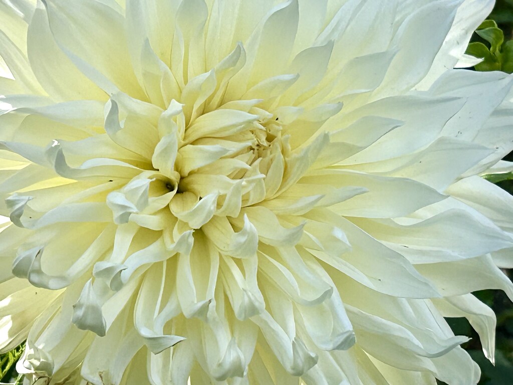 Dahlia by phil_sandford