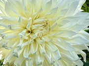 10th Sep 2024 - Dahlia