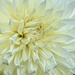 Dahlia by phil_sandford