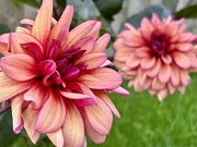 11th Sep 2024 - Another Dahlia