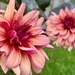 Another Dahlia