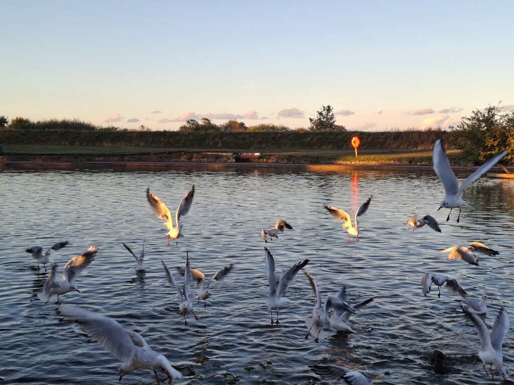 Day 255/366. Feeding the wild birds at the boating lake. by fairynormal