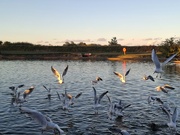 11th Sep 2024 - Day 255/366. Feeding the wild birds at the boating lake.