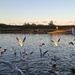 Day 255/366. Feeding the wild birds at the boating lake.