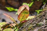 11th Sep 2024 - Nature's Color and Texture