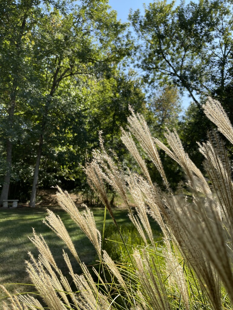 Sunlight and Ornamental Grass by essiesue