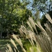 Sunlight and Ornamental Grass