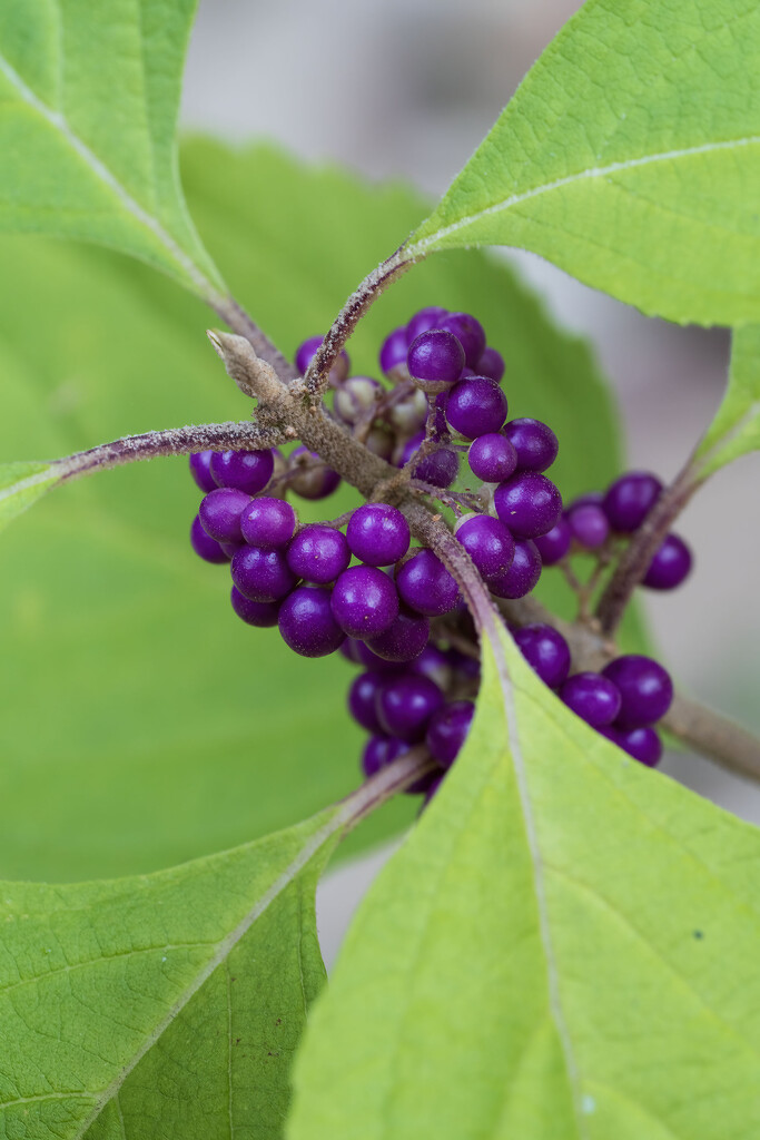 Beautyberry by kvphoto