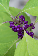 10th Sep 2024 - Beautyberry