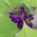 Beautyberry by kvphoto