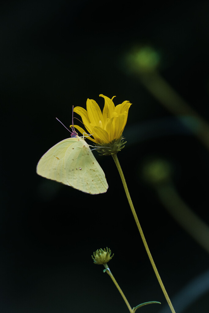 Cloudless Sulphur by kvphoto