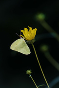 8th Sep 2024 - Cloudless Sulphur