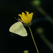 Cloudless Sulphur by kvphoto