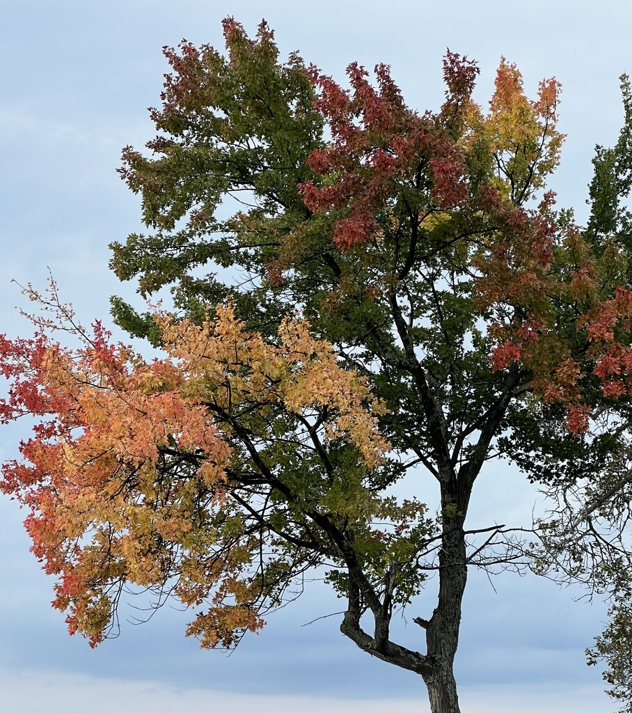 Fall colours have Begun! by radiogirl