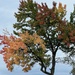 Fall colours have Begun! by radiogirl