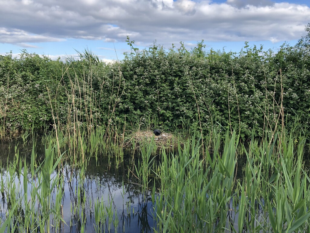 Reeds on the river  by sleepingexplorer