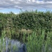 Reeds on the river  by sleepingexplorer