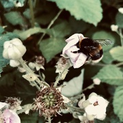 24th May 2024 - Bee on a blackberry-to-be