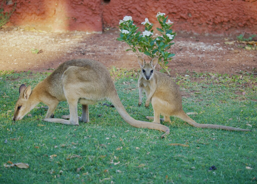 Mum And Bub At Pardoo Station P9114360 by merrelyn