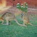 Mum And Bub At Pardoo Station P9114360 by merrelyn