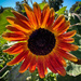 Sunflower #3 by shutterbug49