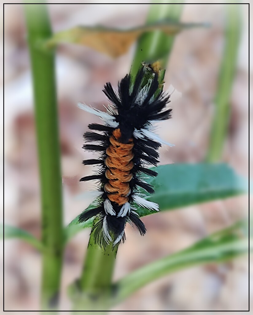 Milkweed Tigermoth Caterpillar by olivetreeann