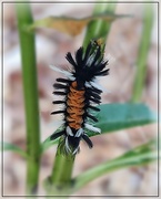 11th Sep 2024 - Milkweed Tigermoth Caterpillar