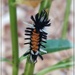 Milkweed Tigermoth Caterpillar by olivetreeann