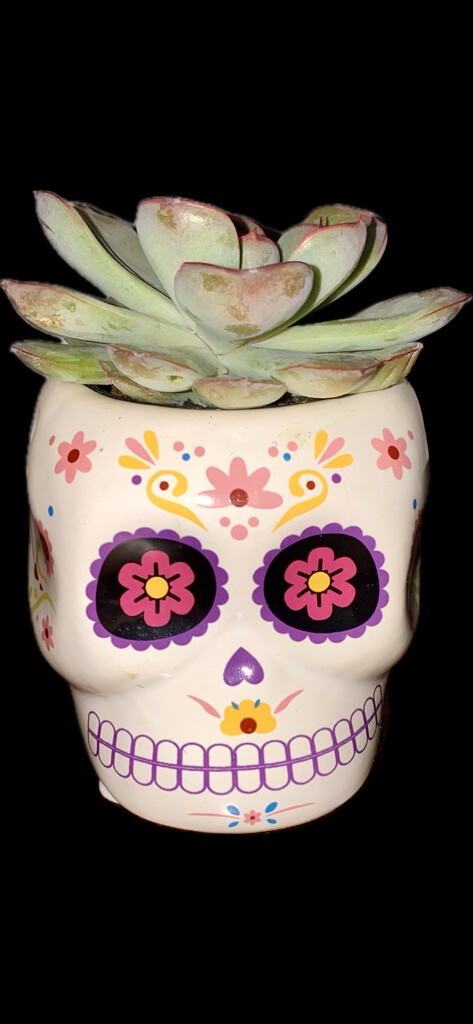 Trader Joe’s Succulent Mini Skull by mtb24