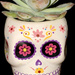 Trader Joe’s Succulent Mini Skull by mtb24