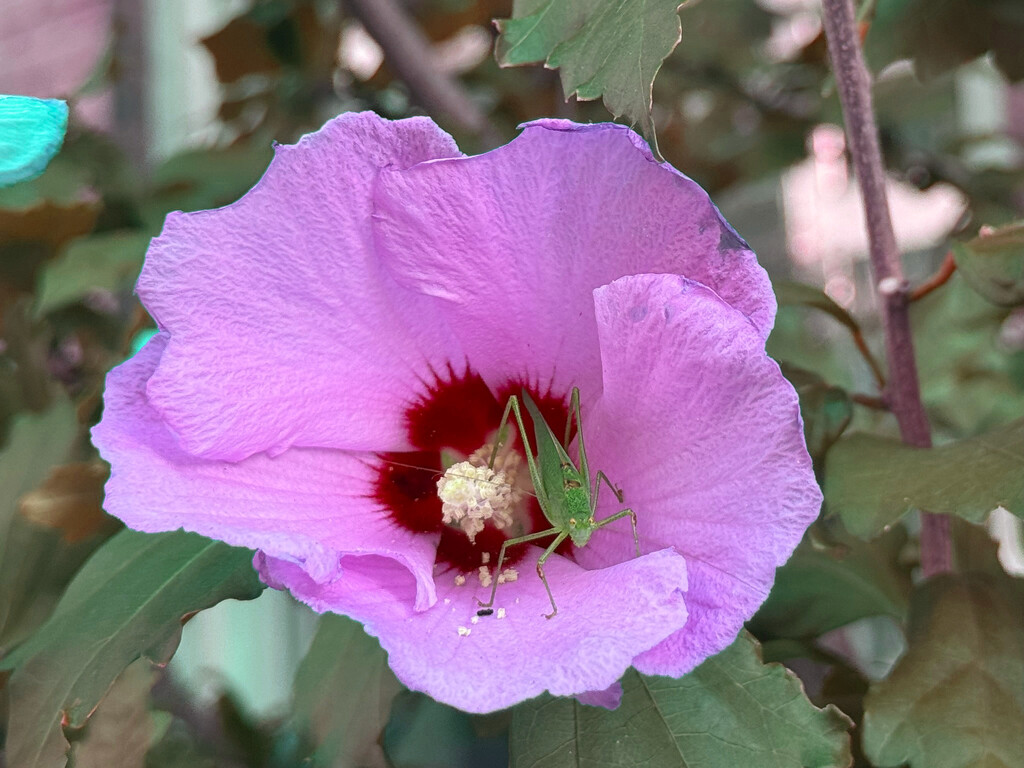 Grasshopper in Flower by blackmutts