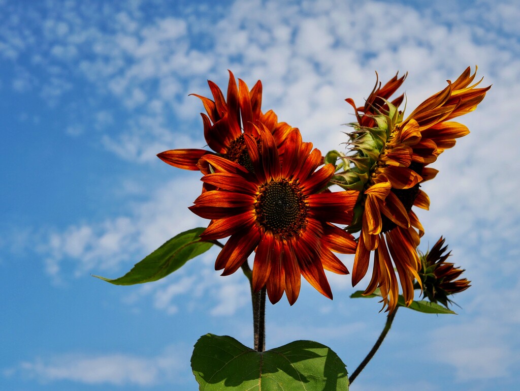 Sunflower farm by ljmanning