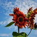 Sunflower farm