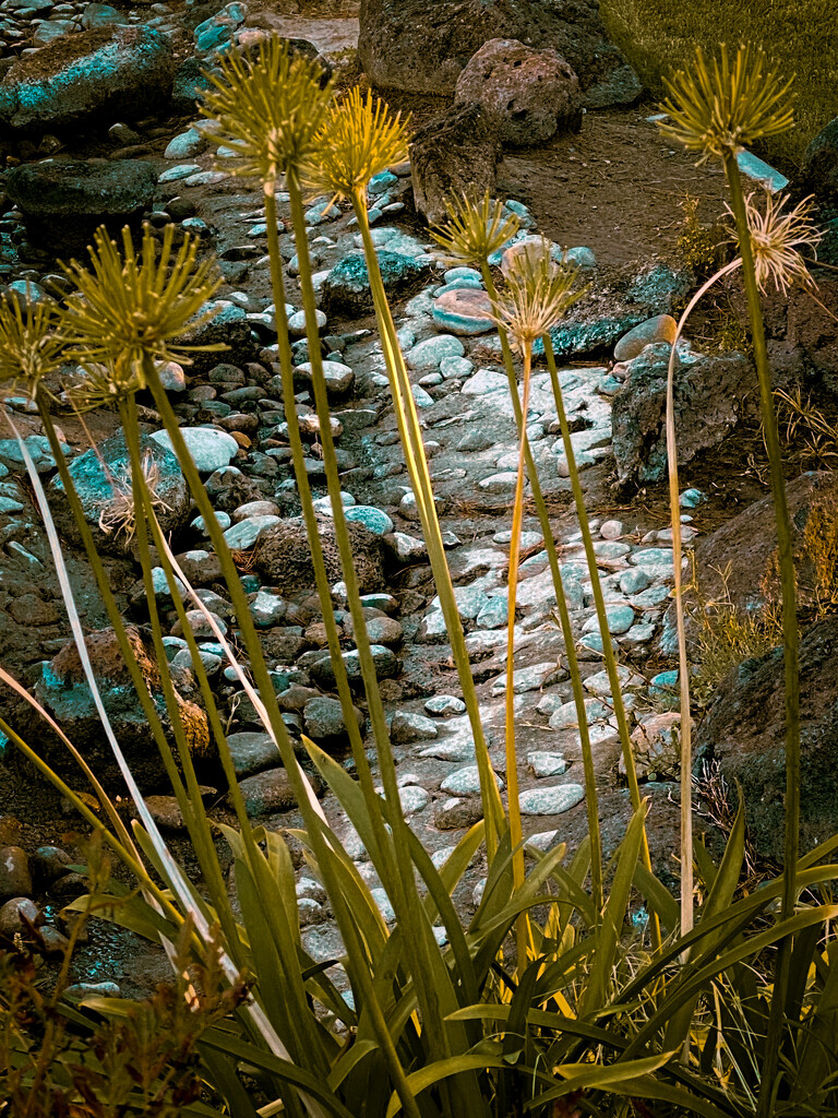 Dry Creek by joysfocus