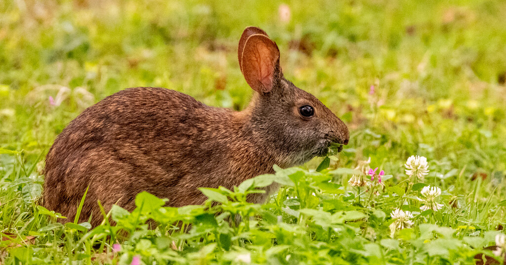 Bunny Having a Snack! by rickster549