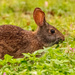 Bunny Having a Snack!