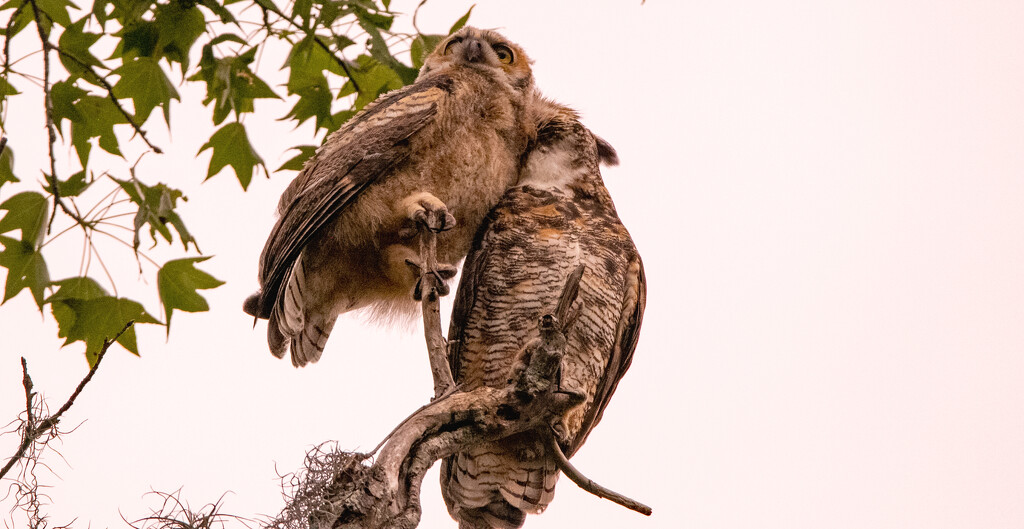 Mom and the Baby, Great Horned Owls! by rickster549