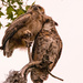 Mom and the Baby, Great Horned Owls!