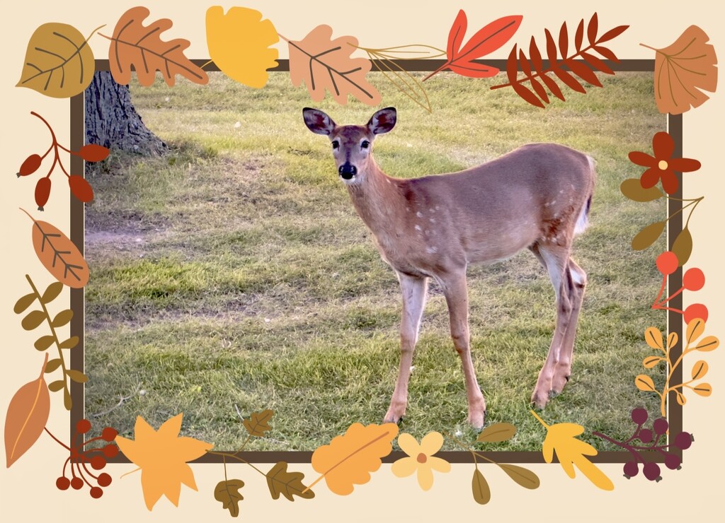 First Autumn Fawn by eahopp