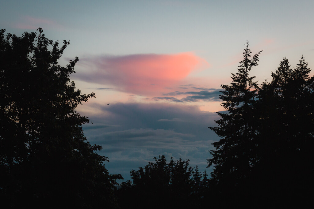 Cotton Candy Clouds, Framed by Trees by tina_mac