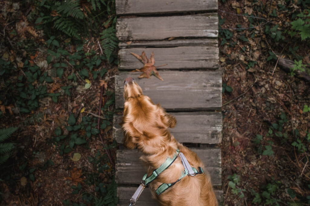 Fall Hiking Season by tina_mac