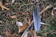 11th Sep 2024 - Just A Random Feather...