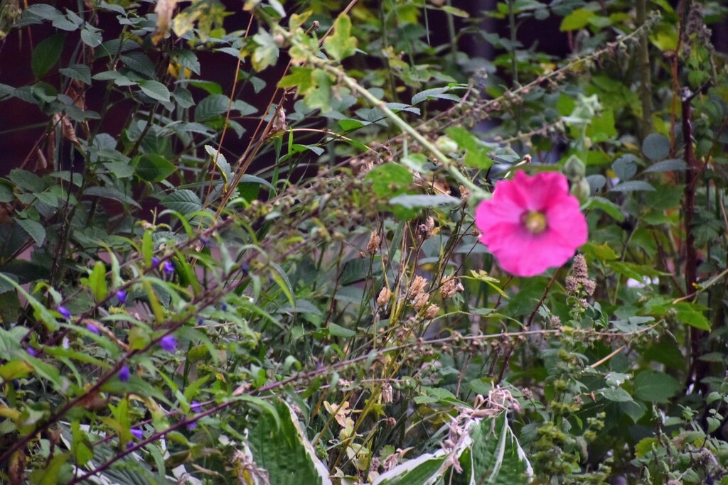 Hollyhock... by bjywamer